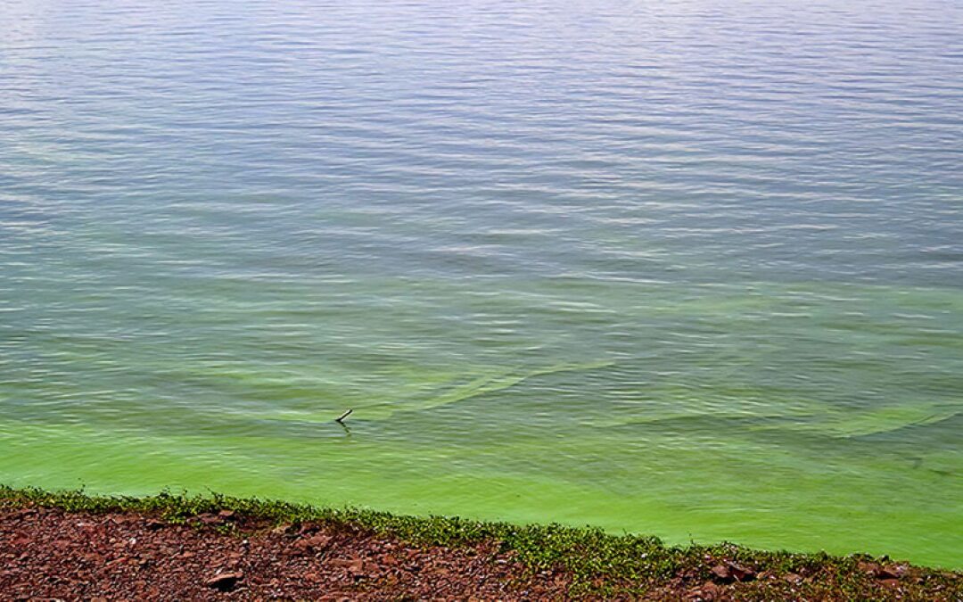 Agua verde, poética y peligrosa